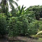 Chiquilá | Cuyo de Acona — imagen 2