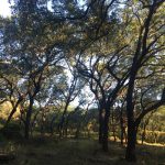 Linares — imagen 2